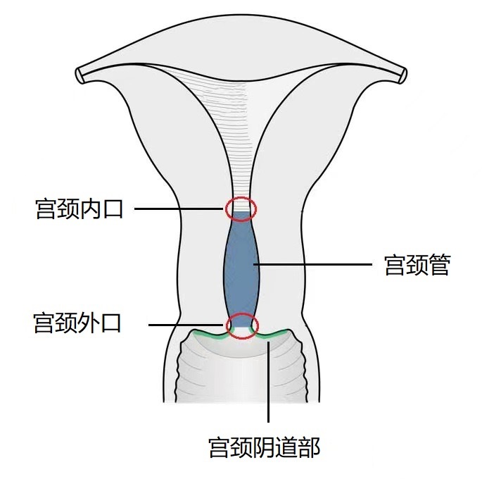 想找一个上海代孕女，上海找人三代试管供卵宝宝_正规助孕中心